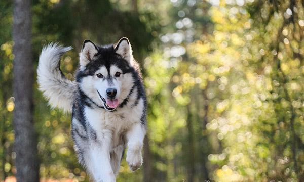 阿拉斯加犬犯错怎么办？阿拉斯加犬训练方法有哪些？