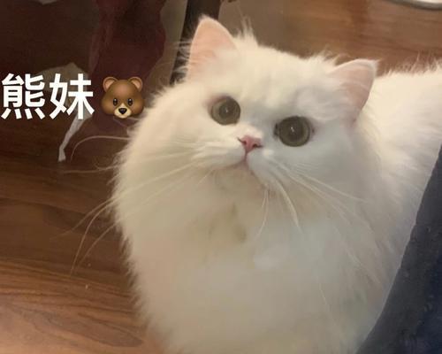 35度猫咪热不热？猫咪在高温环境下的表现及应对措施是什么？