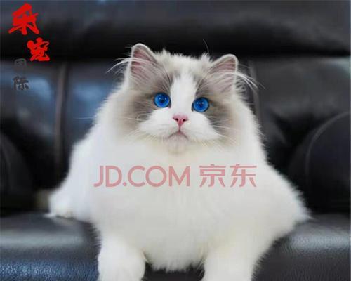 lisa布偶猫的名字怎么来的？布偶猫名字推荐有哪些？