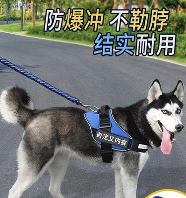 半年的阿拉斯加犬怎么养？阿拉斯加幼犬饲养方法是什么？