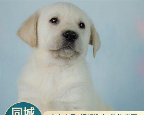 7个月拉布拉多犬怎么养？拉布拉多幼犬饲养方法是什么？