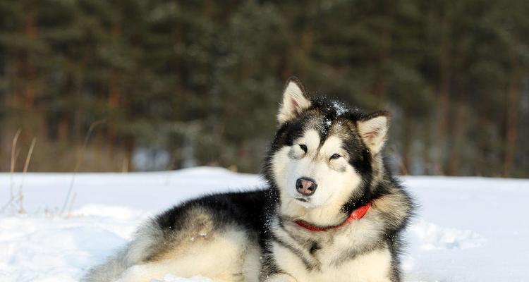 阿拉斯加雪犬是什么颜色？阿拉斯加犬的颜色有哪些？