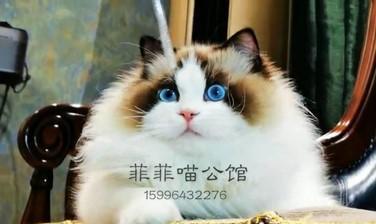 cfa布偶猫冠军有哪些标准？布偶猫如何获得cfa冠军？