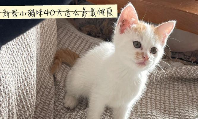 2个月的猫咪怎么养？猫咪幼猫饲养注意事项？