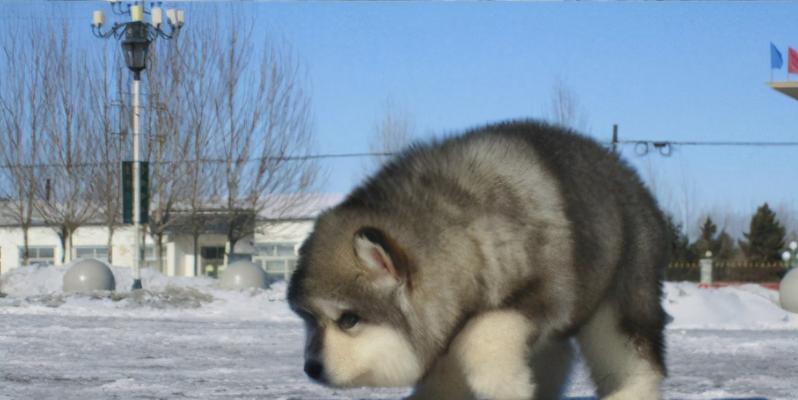 7个月的阿拉斯加犬饭量是多少？阿拉斯加犬食量标准是什么？