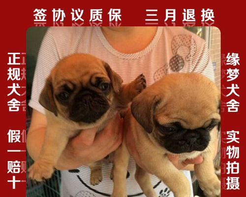 八哥犬吃什么补营养？八哥犬营养补充方法？