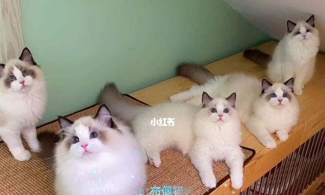 cfa布偶猫双色有哪些特点？双色布偶猫如何挑选？