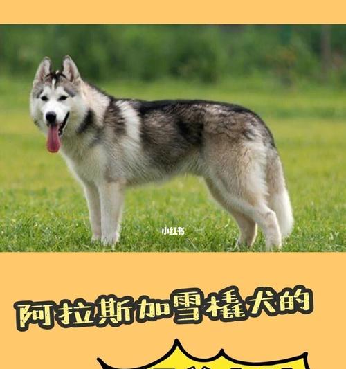 阿拉斯加犬能吃油盐米饭吗？阿拉斯加犬饮食禁忌有哪些？