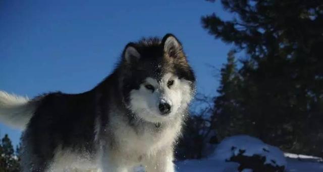 阿拉斯加犬可以家养吗？阿拉斯加犬家养注意事项有哪些？