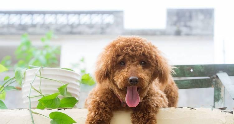 70天泰迪吃什么狗粮？泰迪犬70天饮食建议有哪些？