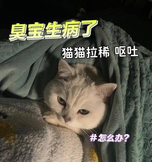 20天小猫拉稀怎么办？20天左右小猫拉稀如何处理？