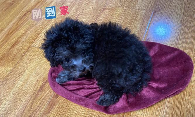 1岁泰迪牙齿黄怎么办？泰迪犬牙齿黄如何处理？