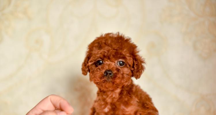 8个月泰迪是幼犬吗？泰迪犬8个月大算幼犬吗？