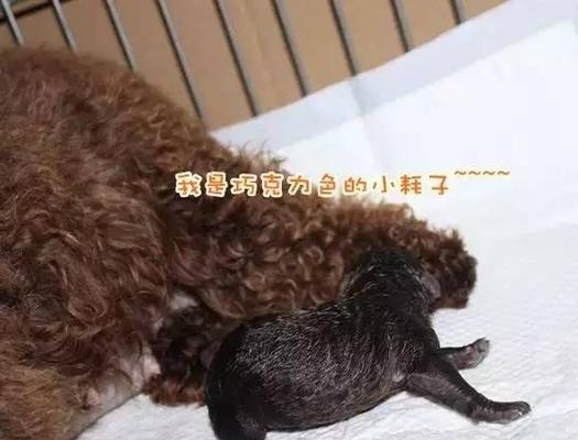 3个月泰迪断尾好不好？泰迪犬3个月大断尾注意事项是什么？