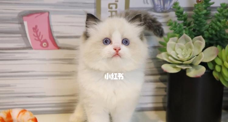 l布偶猫开脸是什么意思？布偶猫开脸的标准是什么？