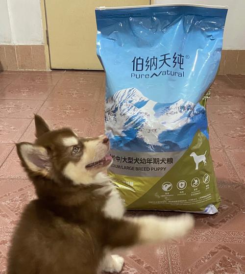 阿拉斯加两个月狗粮用泡吗？幼犬狗粮需要泡软吗？