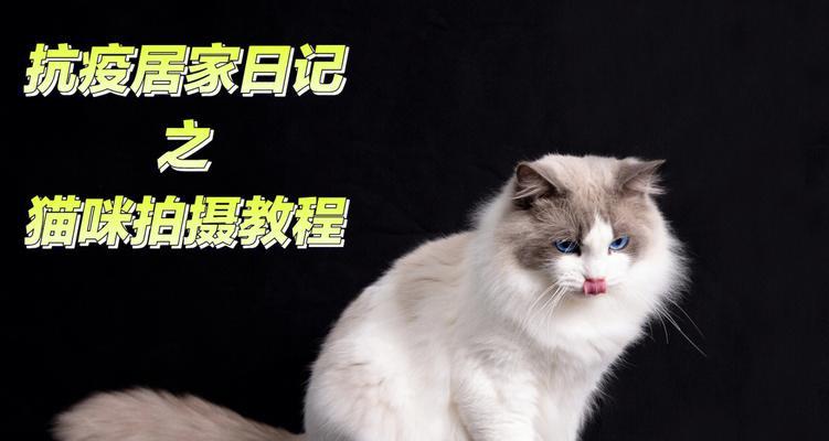 ipad猫咪教程有哪些？如何在iPad上学习猫咪护理？