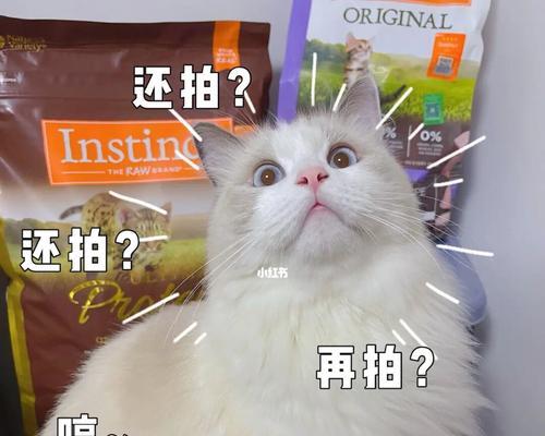 go九种肉猫粮布偶能喂吗？布偶猫适合吃哪种猫粮？