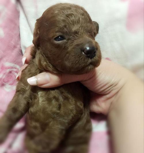 45天的泰迪不吃怎么办？泰迪犬幼犬厌食的原因及解决方法是什么？