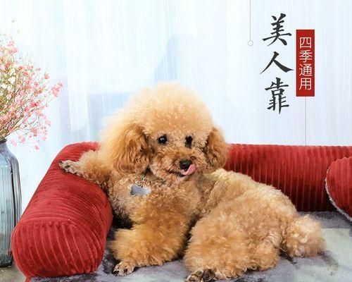 8个月狗狗吃成犬粮可以吗？幼犬什么时候可以吃成犬粮？