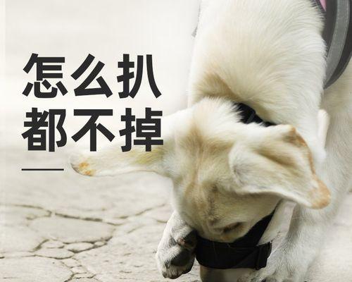 2月拉布拉多犬不能吃什么？拉布拉多犬幼犬的饮食禁忌有哪些？