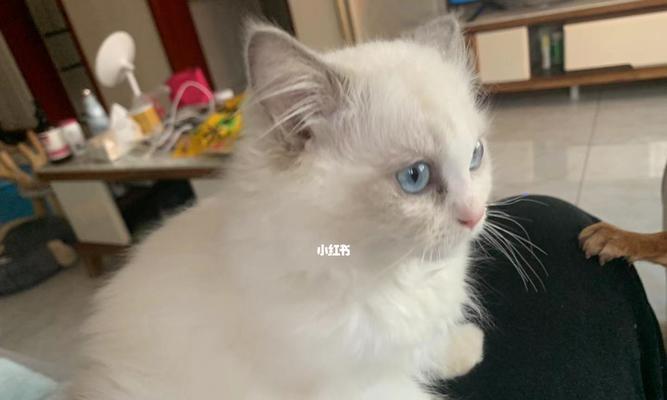 3个月布偶猫长吗？布偶猫幼猫的生长速度和发育特征是什么？