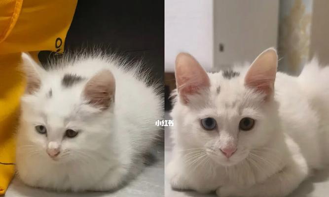 半个月的小猫能站吗？幼猫的运动能力和发育特征是什么？