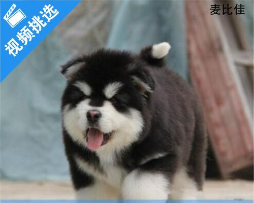 阿拉斯加犬如何养大？阿拉斯加犬饲养指南有哪些？