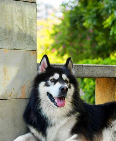 阿拉斯加幼犬什么样叫好？阿拉斯加犬幼犬的挑选标准是什么？