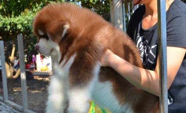 2岁阿拉斯加犬做绝育好吗？阿拉斯加犬绝育的最佳年龄是多少？