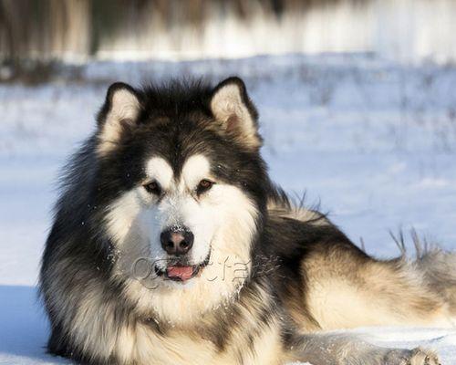 阿拉斯加幼犬尾巴小正常吗？阿拉斯加犬幼犬的尾巴特征是什么？