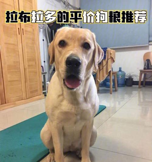 2岁拉布拉多不爱吃饭怎么办？拉布拉多犬厌食的原因及解决方法是什么？