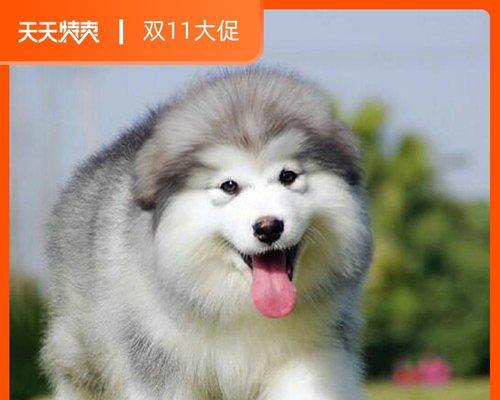 阿拉斯加犬名称大全集有哪些？阿拉斯加犬的常见名字有哪些？