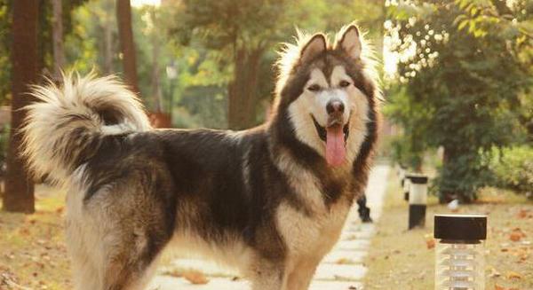 阿拉斯加和阿拉斯加雪橇犬有什么区别？两种犬种的特征和区别是什么？