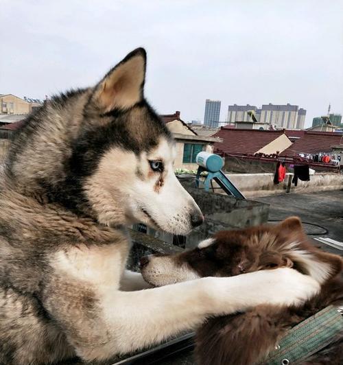 阿拉斯加犬跟二哈（哈士奇）有什么区别？两种犬种的特征和区别是什么？