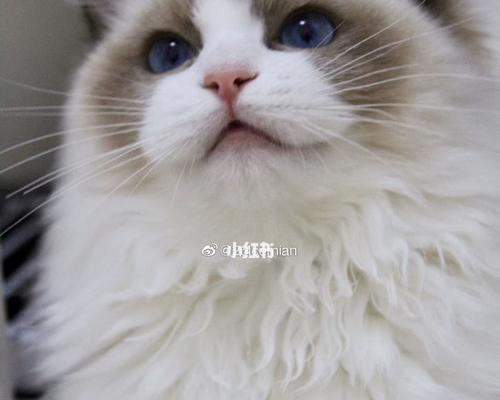 4个月布偶猫记仇吗？布偶猫的性格特点是什么？