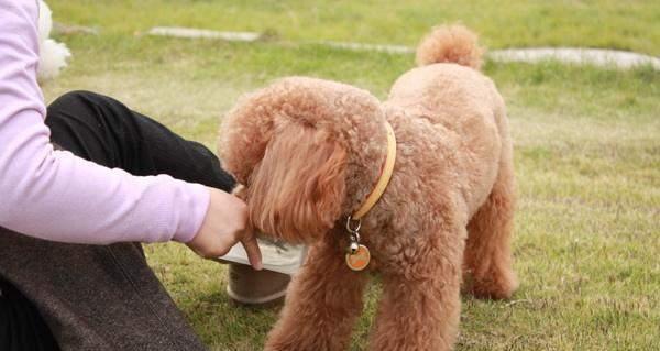 八斤的泰迪吃多少狗粮？泰迪犬不同体重的食量标准是多少？