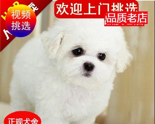 比熊什么时候成犬？比熊犬的成犬年龄是多少？