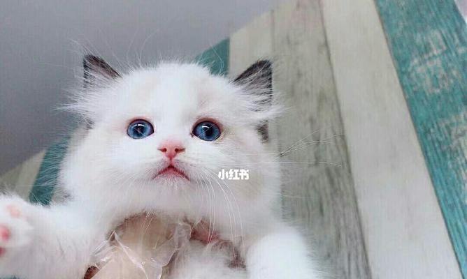 6个月布偶猫吃什么成粮吗？布偶猫幼猫可以吃成猫粮吗？