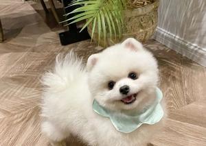 博美幼犬和宝宝如何安全相处？博美幼犬和宝宝一起养要注意什么？