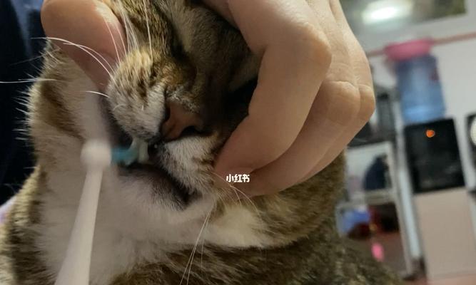 给猫咪刷牙会刷出血吗？给猫咪刷牙出血怎么办？