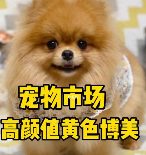 博美幼犬能吃山楂片吗？博美幼犬吃山楂片有什么影响？