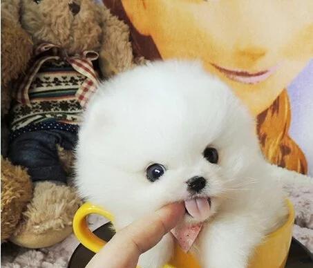 博美幼犬茶杯狗虫是什么？博美幼犬茶杯狗虫如何预防？