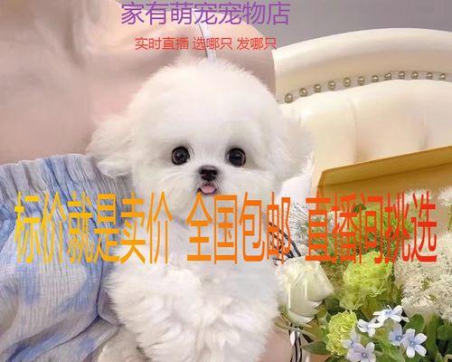 不掉毛的犬是什么品种？不掉毛的狗狗有哪些推荐？