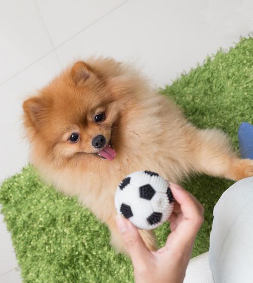 博美幼犬肚皮花色正常吗？博美幼犬常见花色有哪些？