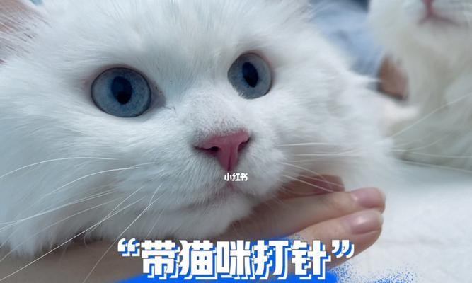 给猫咪打针打哪里？猫咪打针部位选择有哪些注意事项？