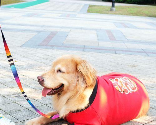 大型狗吃什么狗粮好？大型犬狗粮推荐有哪些？