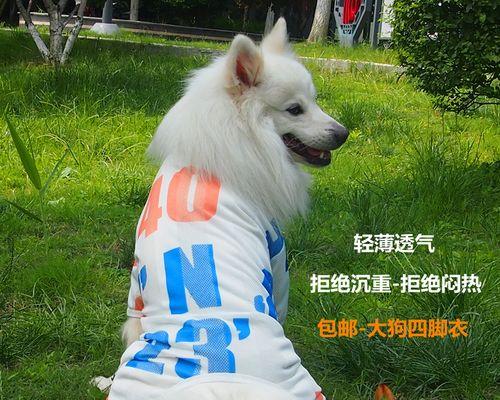 金毛犬绘画步骤是怎样的？金毛犬绘画教程有哪些？