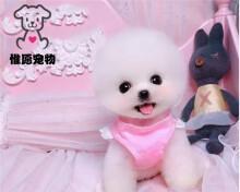 博美母狗多大来月经？博美犬发情周期是怎样的？