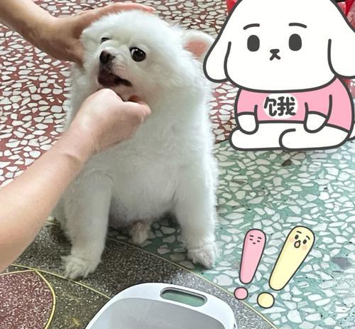 博美一顿吃多少克狗粮？博美犬每日狗粮摄入量是多少？